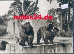 Rostock Zoological Garden Kodiak Bears *ca. 1970