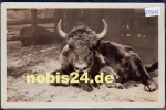 Berlin Zoological Garden bison bull o 13.7.1957