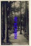 18225 Arendsee Waldpartie o 1932