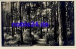 18225 Arendsee Ostseebad Dunenwald  *ca.1940