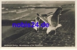 26757 Borkum Seagull feeding *ca.1950