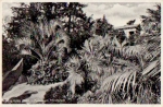06786 Woerlitzer Park Palm trees at the Floratempel * approx. 1940