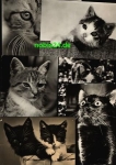 Cats 6 cards circa 1970