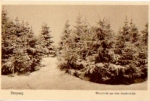 06722 Droyssig, Winterbild aus dem Staudenhain * ca. 1930