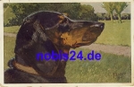 Dackel Kopfbildnis o ca.1952 Künstler Vett 1919