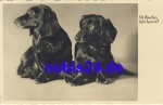 Dachshunds are waiting for their mistress * around 1942