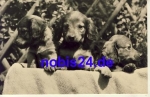 Dachshund real photo o 1970