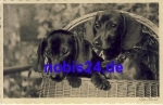 Dachshund real photo o 1931