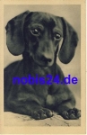 Dachshund o 1930