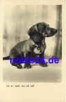 Dachshund real photo * around 1935