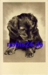 Dachshund * around 1940
