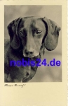 Dachshund real photo o 1946