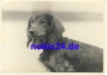 Dachshund real photo * around 1950