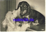 Dachshund real photo o 1966
