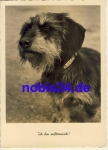 Dachshund * around 1950