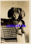 Dachshund real photo o 1952