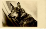 Shepherd dog * around 1930