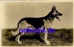 German shepherd * around 1959