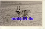 German shepherd * around 1930