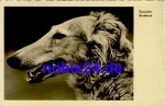 Russian greyhound * around 1965