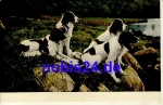 Vier Hunde *ca.1900