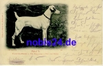 Fox Terrier bitch o 1900