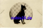 Young dog *ca.1930