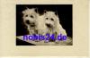Young dog *ca.1930
