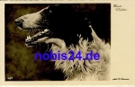 Jagdhund *ca.1950
