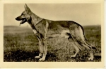 German shepherd *ca.1930