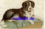 St. Bernard dog o 1905