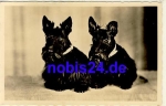 scottish terriers dogs o 1960