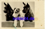 Giant schnauzer dog *ca.1935