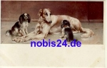 Windhund mit King Charles Spaniel 