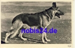 German shepherd *ca.1935