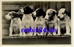 Five young dogs *ca.1950