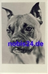Young boxer dog *ca.1950