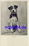Fox Terrier dog *ca.1930
