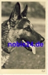 German shepherd *ca.1935
