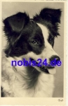 Mixed breed dog *ca.1950
