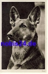 German shepherd *ca.1930