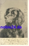 New Year's Hunting Dog o 1903