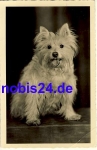 Spitz dog o 1961