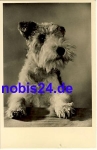 Schnauzer dog o 1961