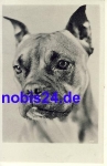 German boxer dog *ca.1955