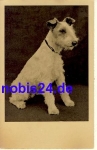 Fox Terrier dog *ca.1950