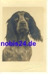 English Springer Spaniel photo card *ca.1940