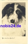 Fox Terrier dog *ca.1935