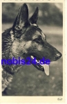 German shepherd *ca.1935