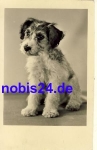Fox Terrier dog *ca.1950